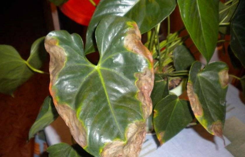 Почему у комнатных растений сохнут кончики листьев зимой. как спасти цветы