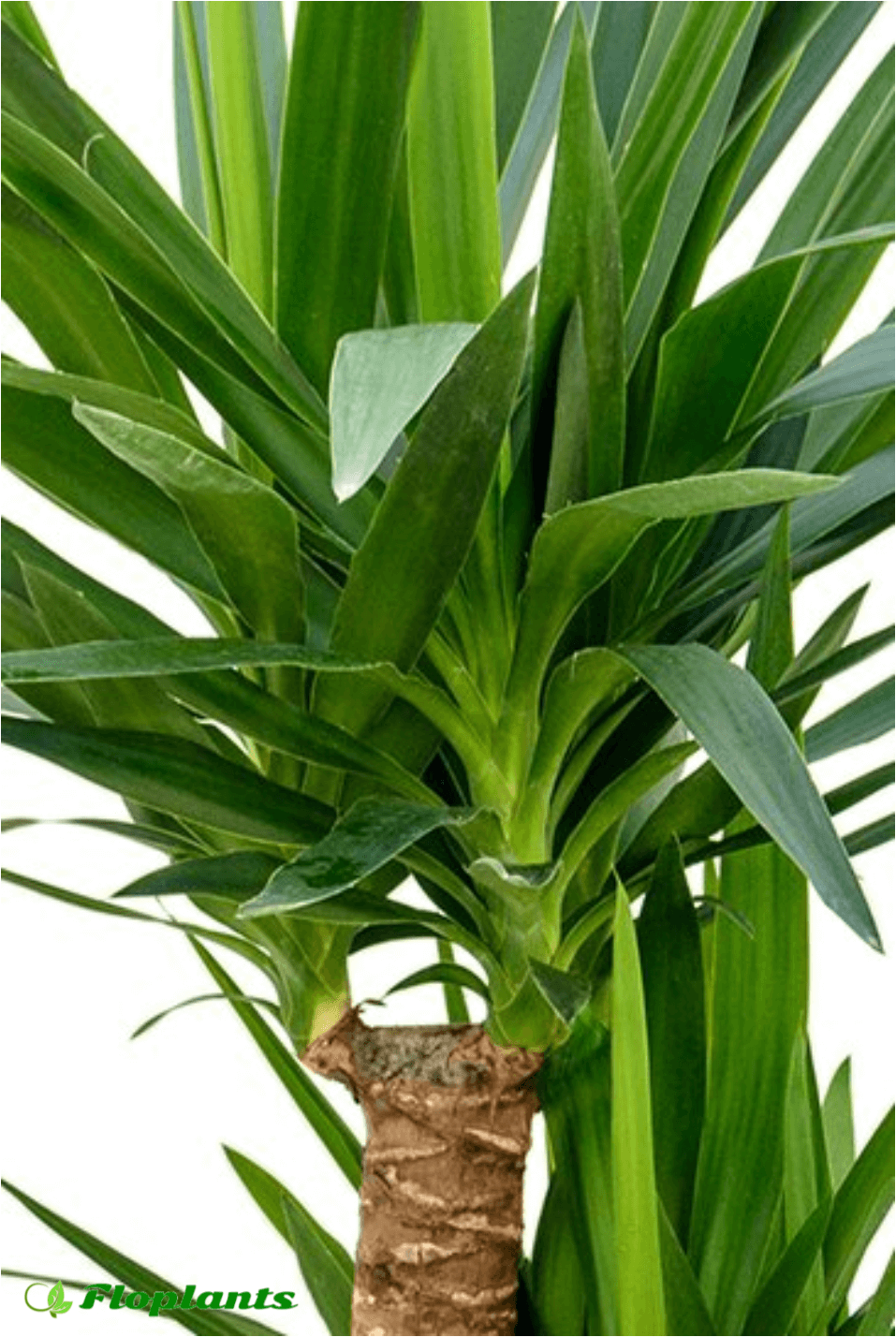 Юкка (yucca). описание, виды и уход за юккой - флористика на "добро есть!"