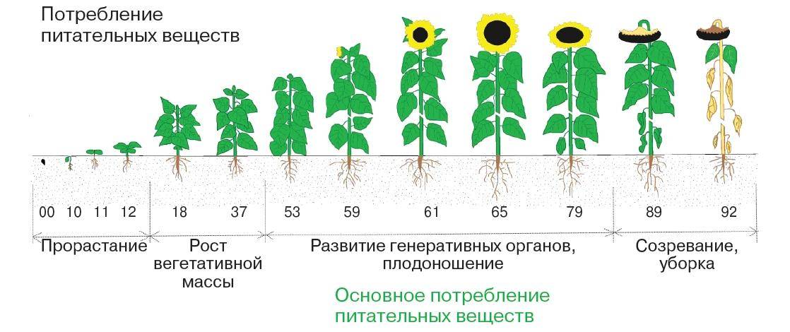 Спасаем тропический цветок — как реанимировать орхидею без корней?