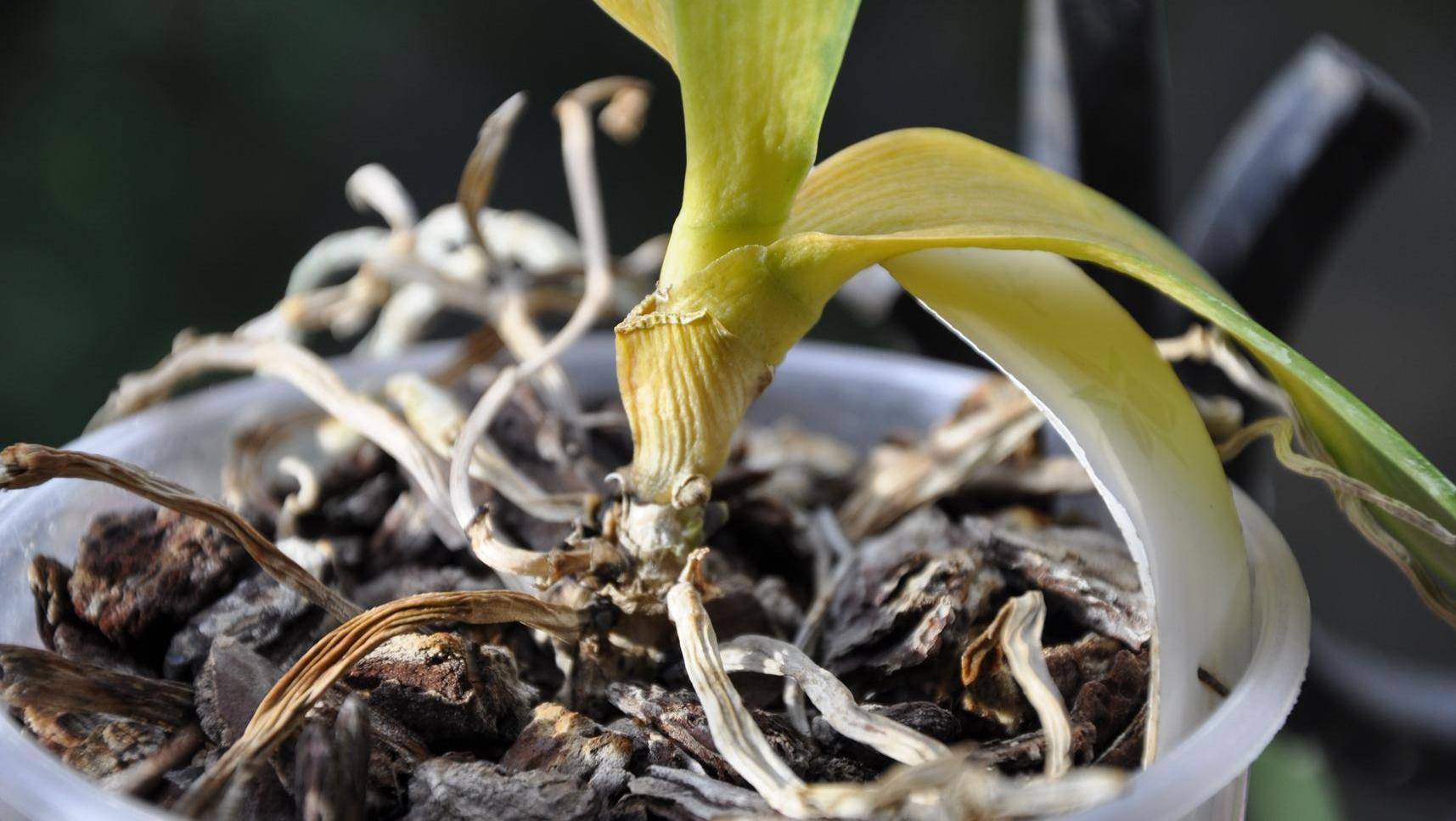 Болезни листьев у орхидеи: описания с фото и способы лечения