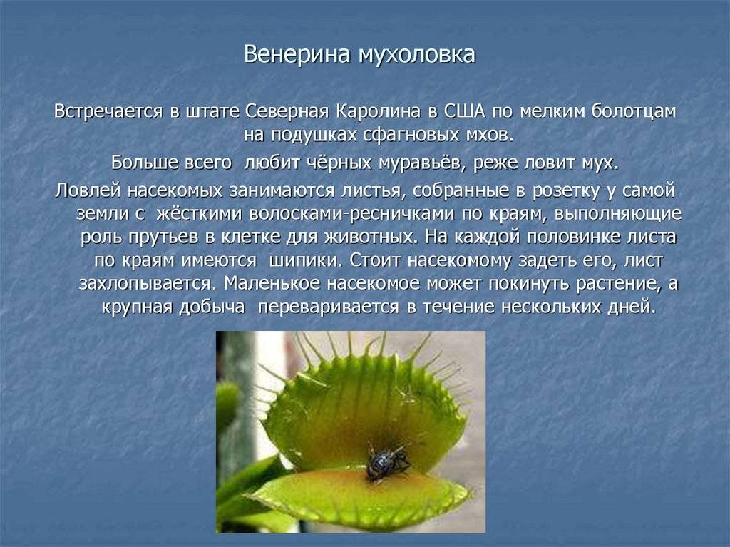 Венерина мухоловка (дионея) – растение, которое ест мух