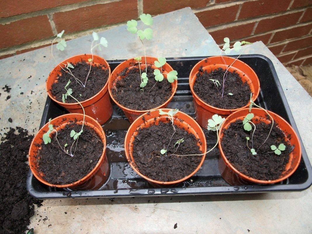 Аквилегия выращивание из семян: стратификация в домашних условиях, когда сажать в грунт + фото цветов