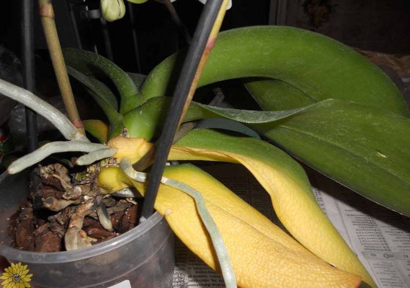Что делать если листья у орхидеи стали вялыми?