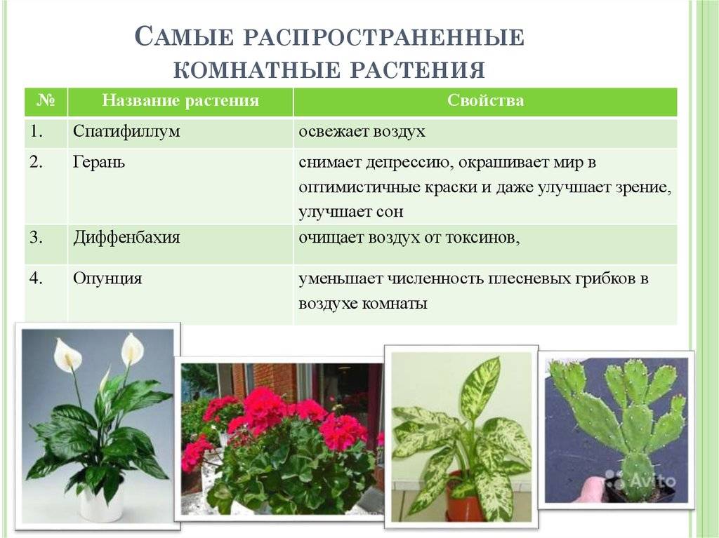 Какие цветы нельзя держать дома: фото и названия, каталог опасных комнатных растений