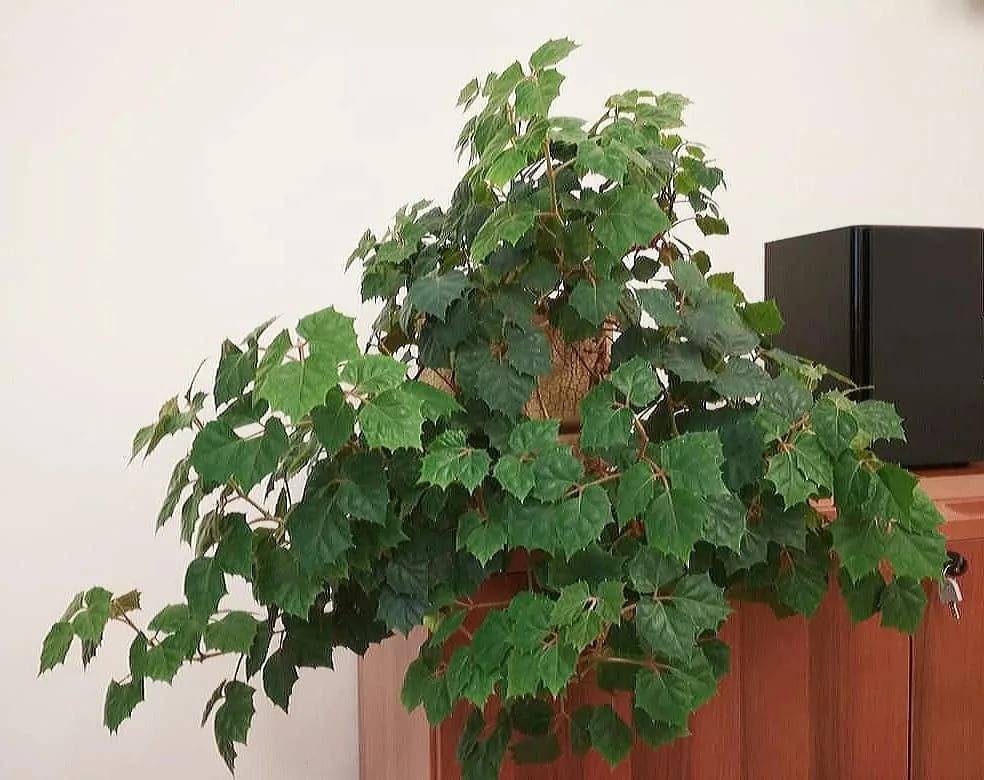 Циссус — самая быстрорастущая комнатная лиана. уход в домашних условиях. фото — ботаничка