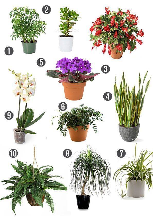 Неприхотливые комнатные растения с фото и названиями, цветущие круглый год