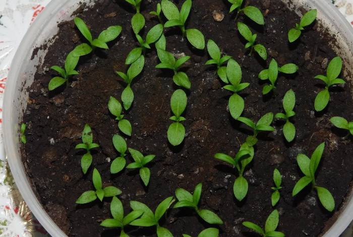 Флокс друммонда: посадка и выращивание из семян