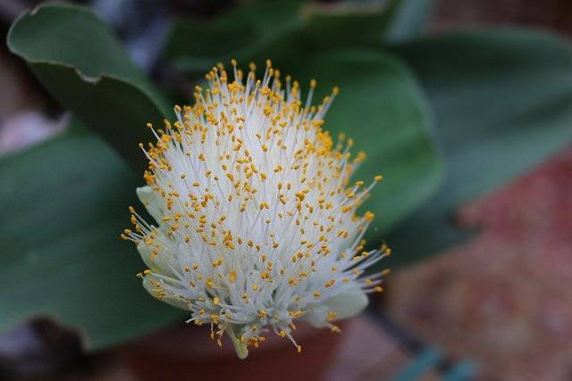 Гемантус: уход в домашних условиях, что делать, если не цветет, виды (в том числе белоцветковый) и их особенности