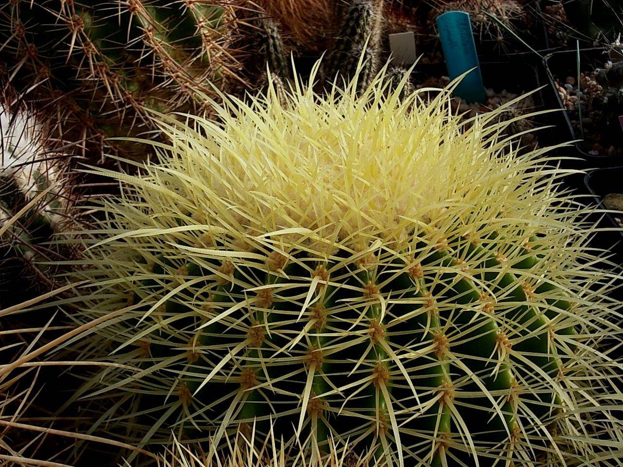 Дивное растение с яркими шипами — эхинокактус грузони красный