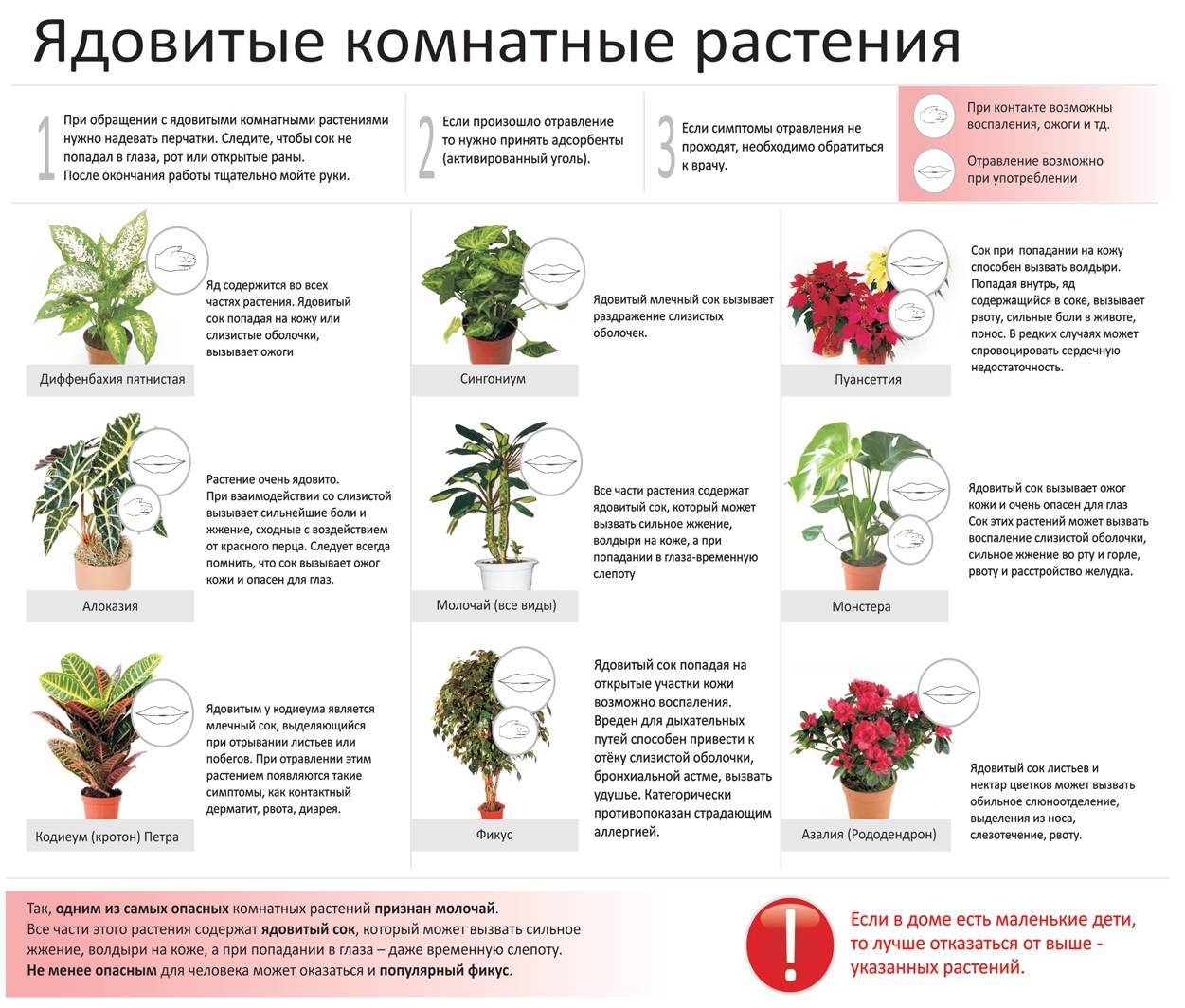 Растения. описание растений на букву м