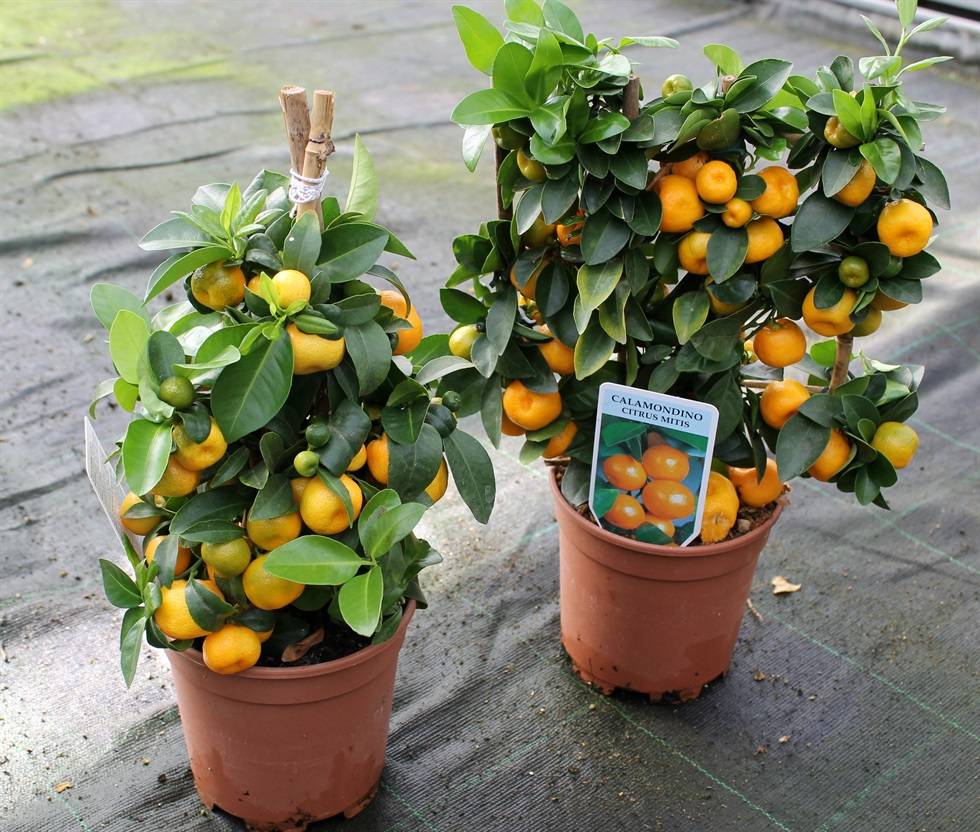Сицилийский апельсин: фото растения с красными кровавыми плодами, уход, полезные свойства selo.guru — интернет портал о сельском хозяйстве