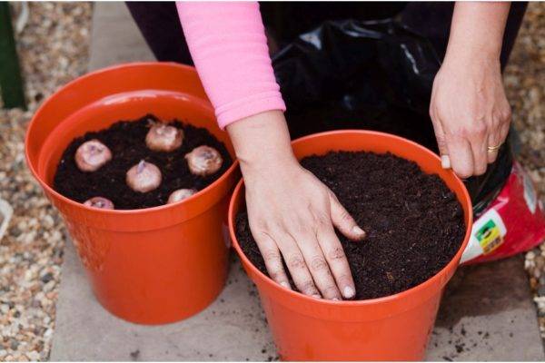 Выращивание гладиолусов в горшках кашпо — посадка и уход в уличных условиях