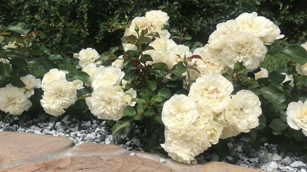 Розы шрабы сорта и особенности