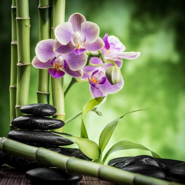 Орхидея по фэн-шуй – значение, правила использования