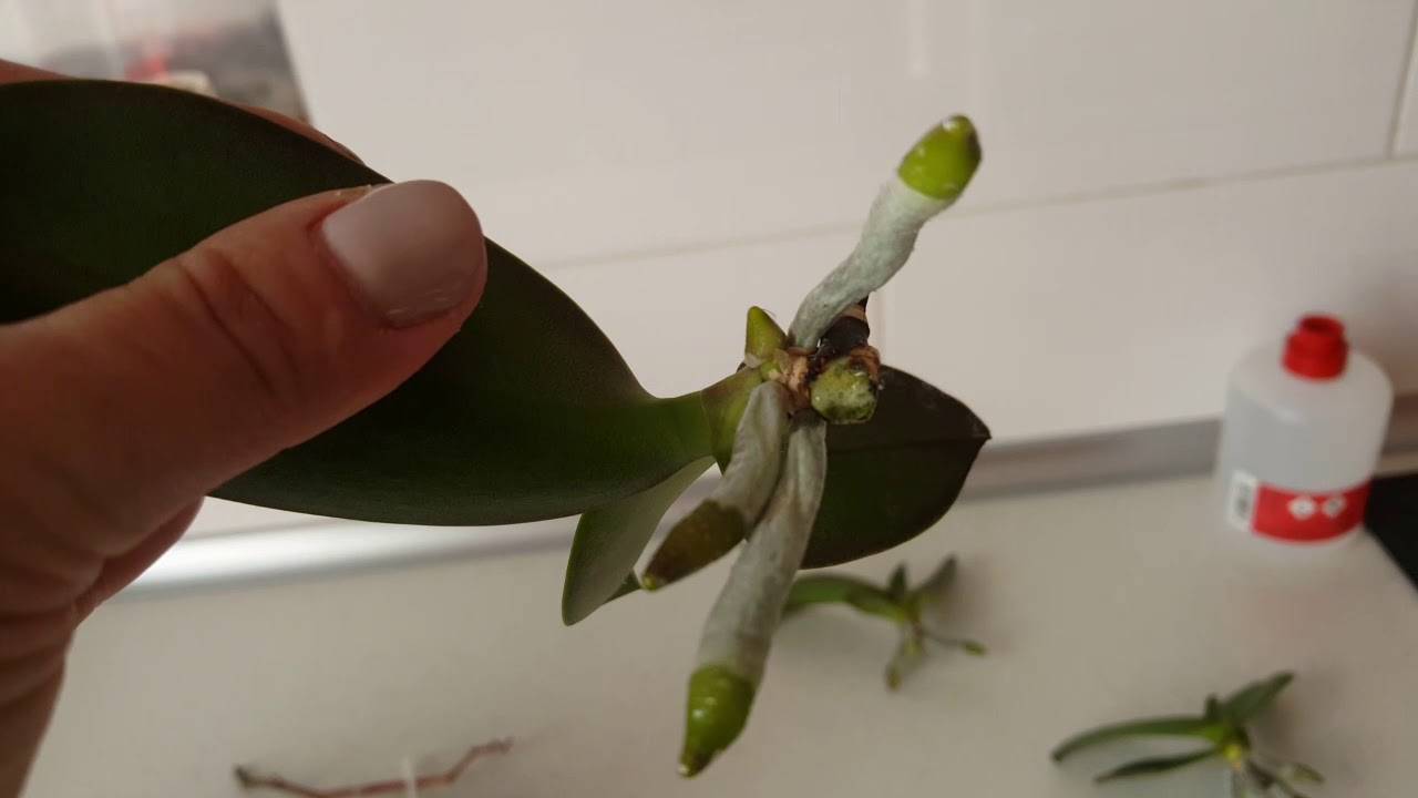 Отсаживание деток орхидей в домашних условиях: нарастить корни, посадка
