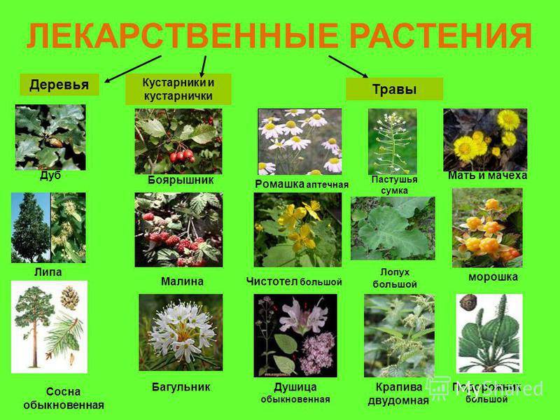 Лекарственные растения россии – фото и описание