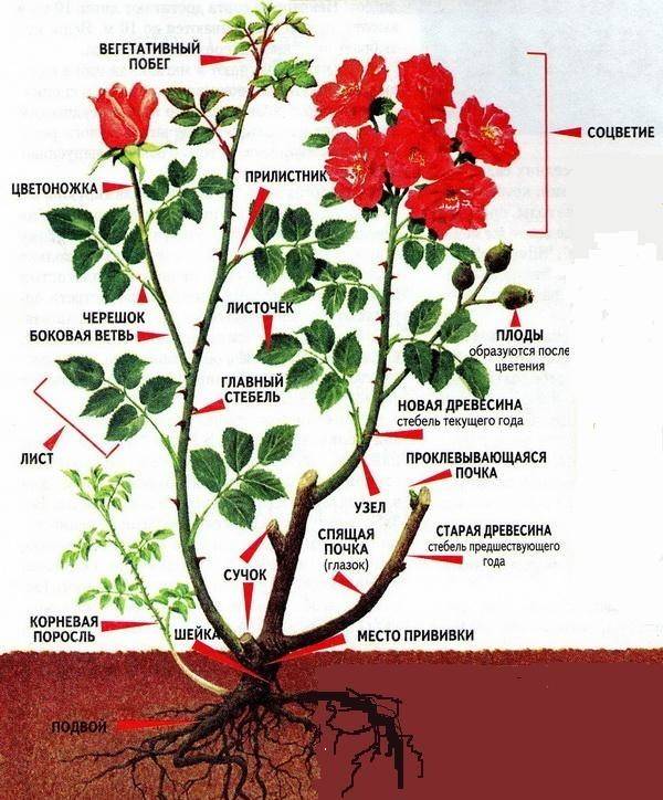 Как определить, роза или шиповник: основные отличия по листьям и побегам