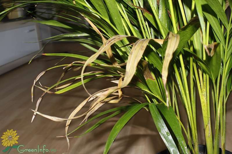 ✅ выращивание пальмы арек хризалидокарпус в домашних условиях - сад62.рф
