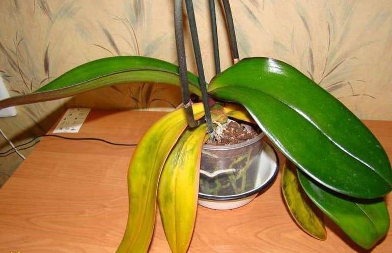 Почему желтеют листья у орхидеи фаленопсис и что делать