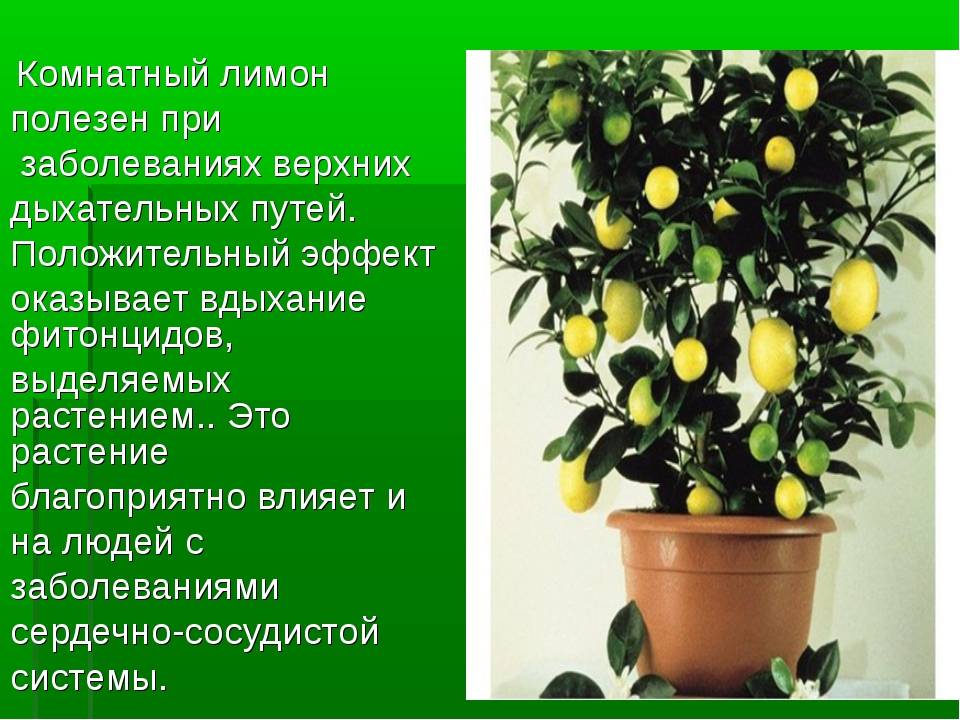 Как вырастить лимон из косточки дома