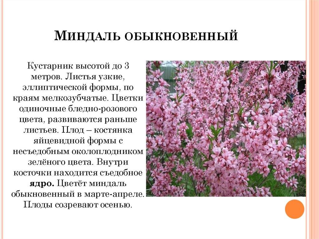 Кустарник описание