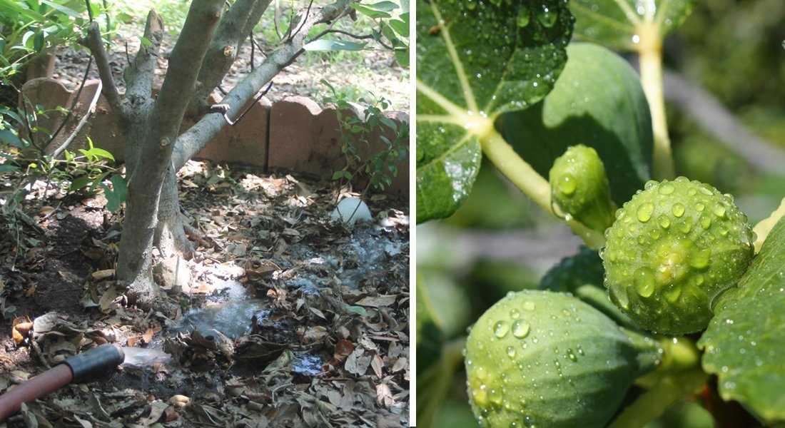 Как часто поливать инжир летом в открытом грунте, правила полива дерева при плодоношении, требования к воде и полезные советы садоводов