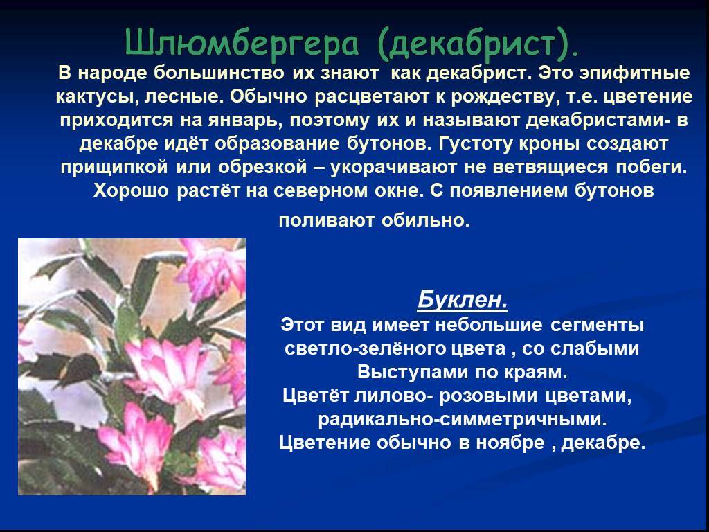 Цветок шлюмбергера: уход в домашних условиях за кактусом