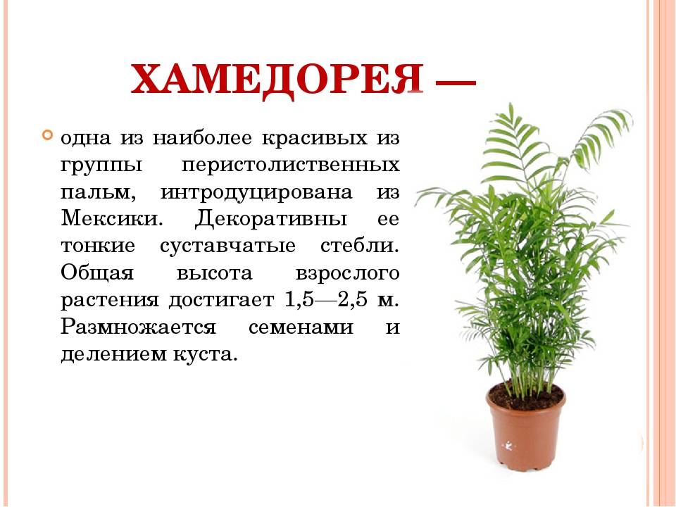 Хамедорея — лучшая пальма для размещения внутри комнат. уход в домашних условиях. фото — ботаничка
