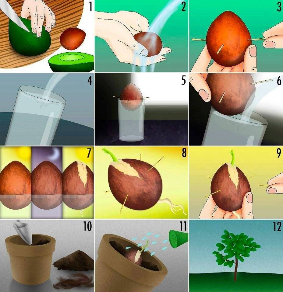 Как вырастить авокадо из косточки в домашних условиях: правила посадки и ухода