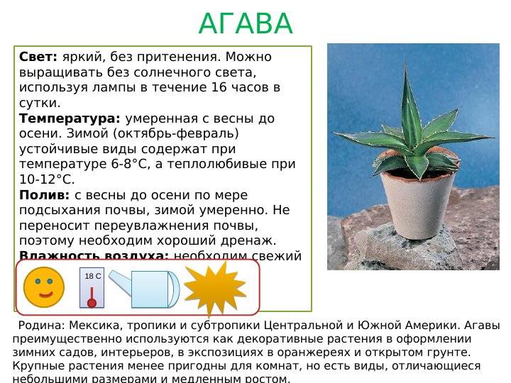 Уход за агавой в домашних условиях: фото и рекомендации по выращиванию на открытом грунте selo.guru — интернет портал о сельском хозяйстве