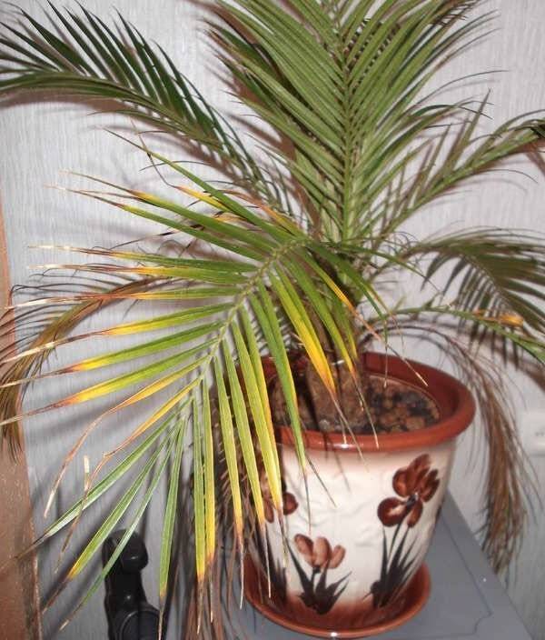 Как ухаживать за домашней пальмой: выращивание из семян, полив и подкормка