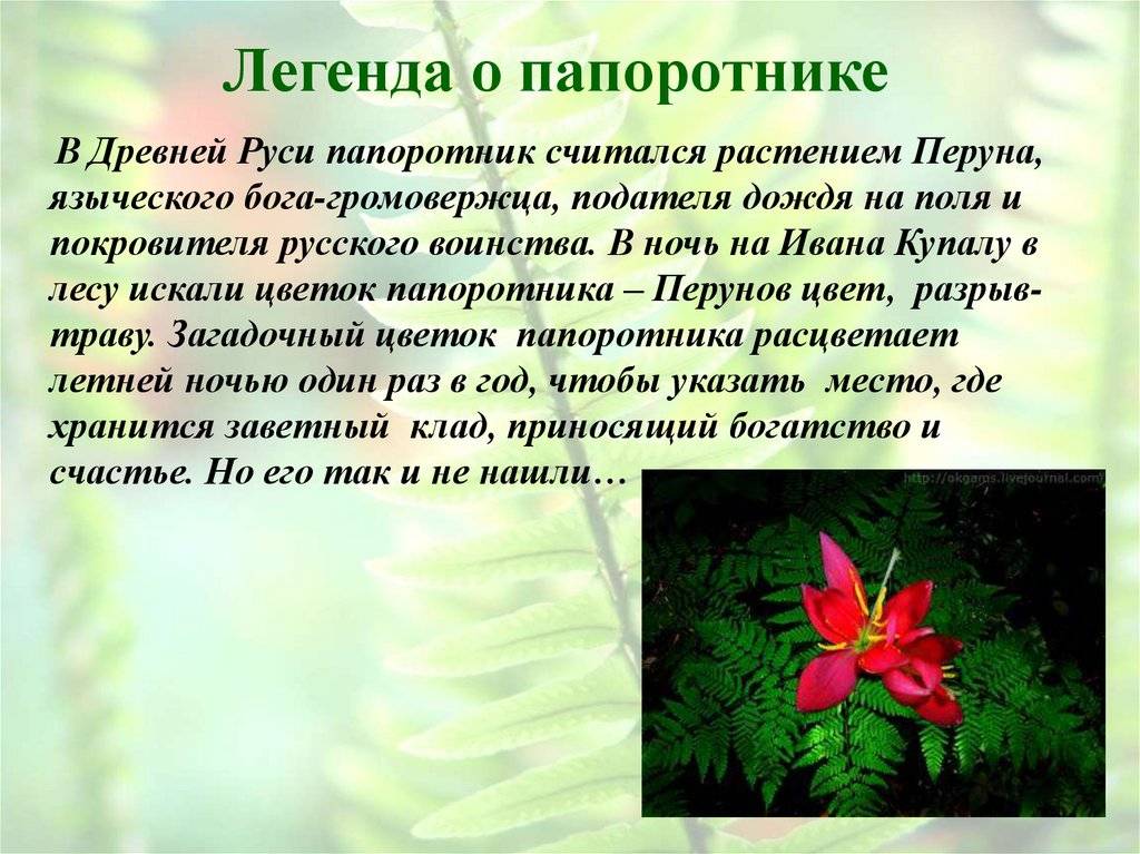 Можно ли найти цветущий папоротник на иван купала