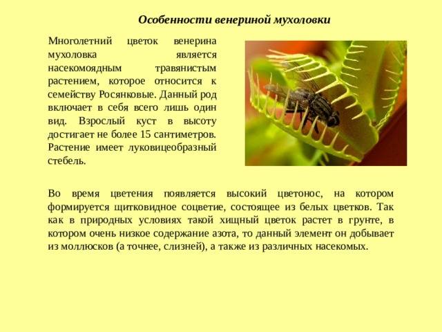 Венерина мухоловка - dionaea muscipula - хищные растения - посадка и уход | цветы