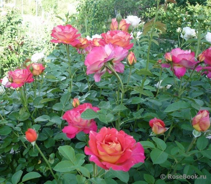 Садовое украшение – роза арлекин мьям декор. описание, фото и советы по выращиванию плетистой красавицы