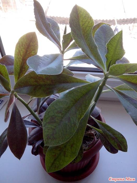 Растение синадениум: уход в домашних условиях