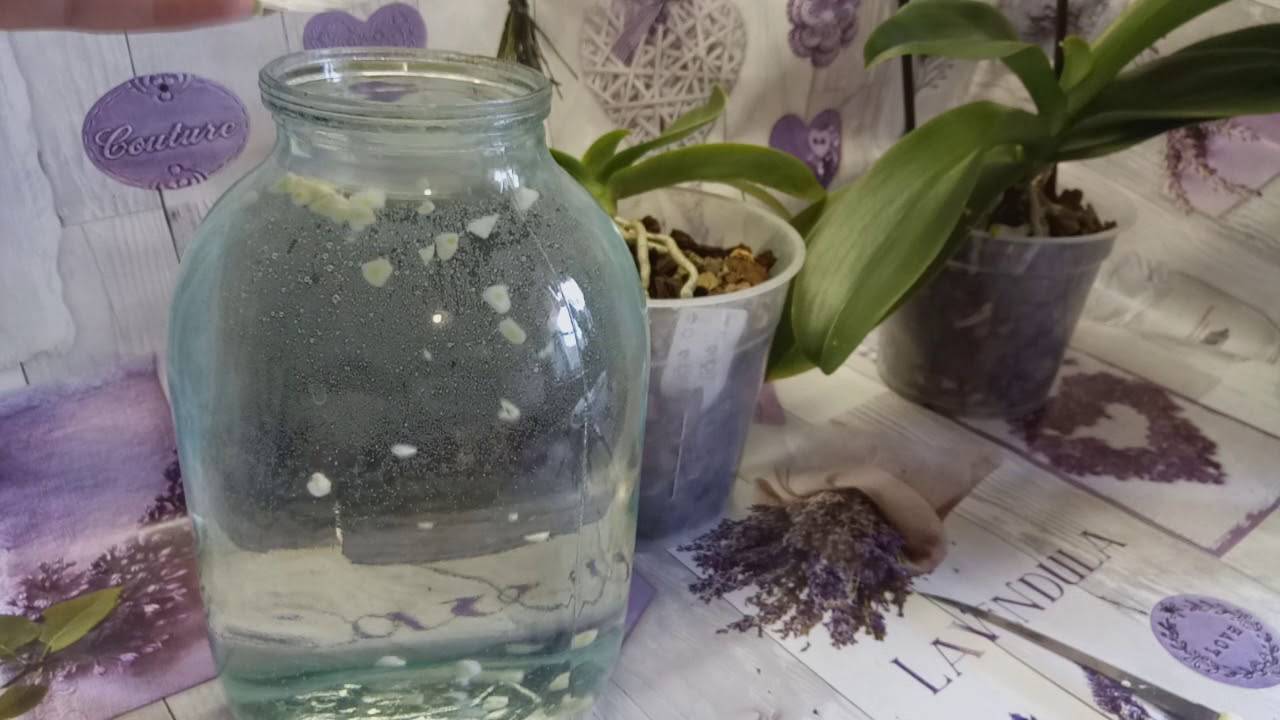 Чесночная вода для полива орхидей или как чеснок помогает в уходе за фаленопсисом