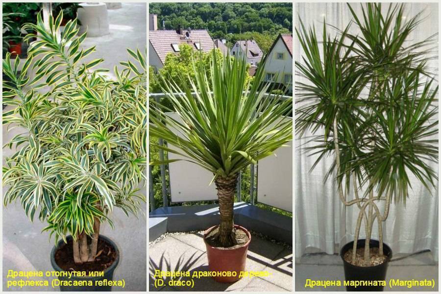 Украшение любого дома — комнатные пальмы. виды, особенности выбора и ухода, похожие растения