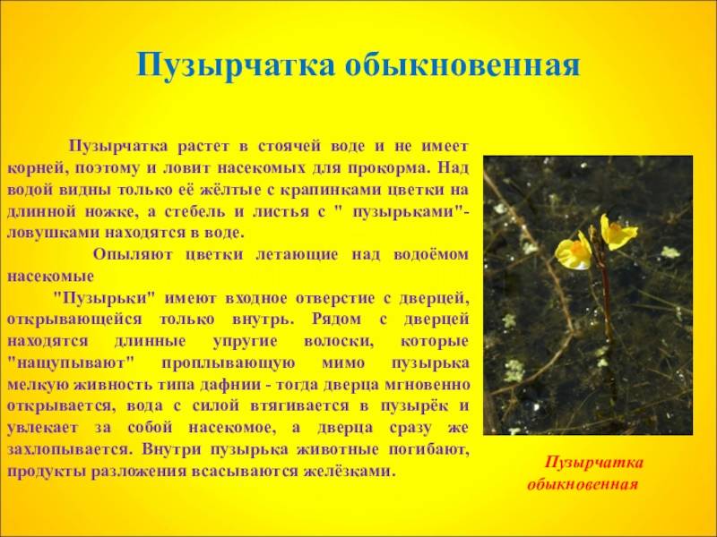 Пузырчатка - растение-хищник. пузырчатка обыкновенная :: syl.ru
