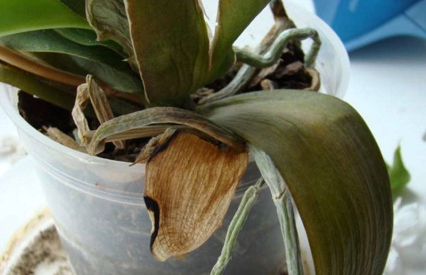 У орхидеи фаленопсис вянут листья - что делать в данной ситуации
