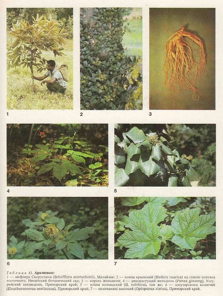 ᐉ семейство аралиевых растений: список, описание, роды и виды - roza-zanoza.ru