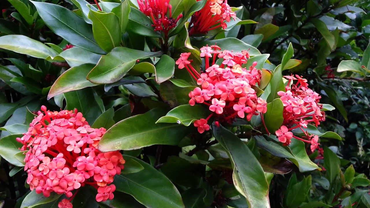 9 редких красивоцветущих тропических растений для выращивания дома