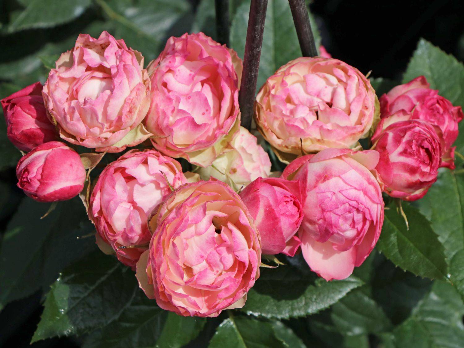 Роза плейфул рококо энциклопедия роз - дачныйуголок