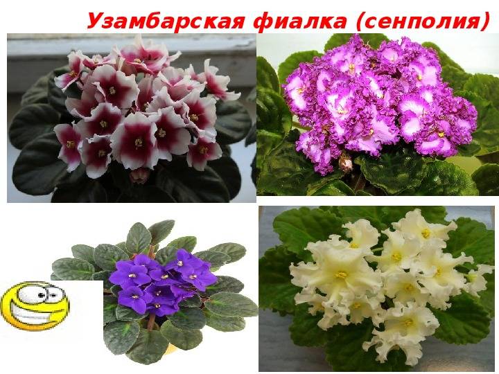 Классификация фиалки узамбарской