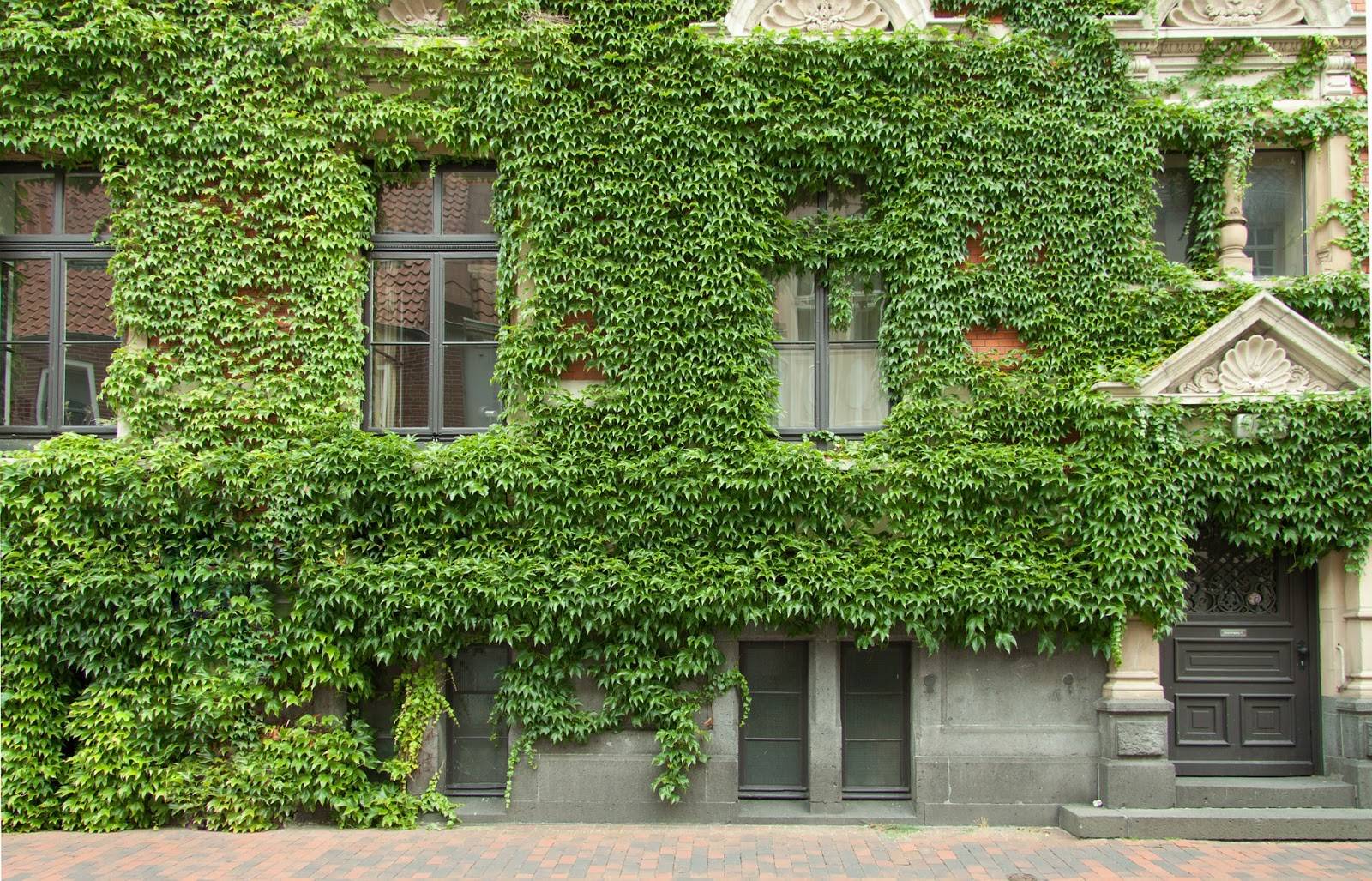 20 восхитительных идей создания вертикального озеленения для украшения дома и садового участка
