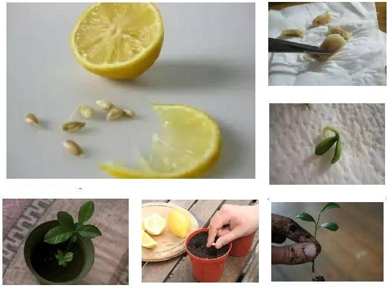Как выращивать лимон из косточки в домашних условиях в горшке: можно ли прорастить черенок, как размножается selo.guru — интернет портал о сельском хозяйстве