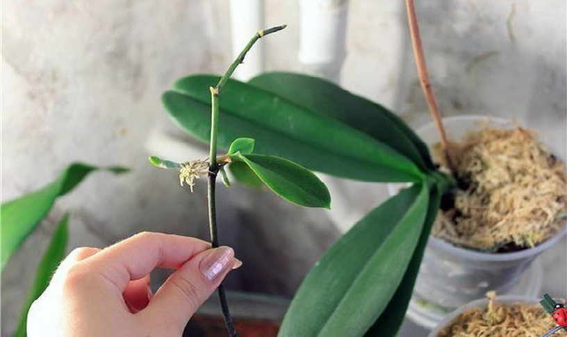 Размножение фаленопсиса в домашних условиях: общие правила, способы и ошибки, а также почему вегетативные методы лучше, чем выращивание орхидей из семян?