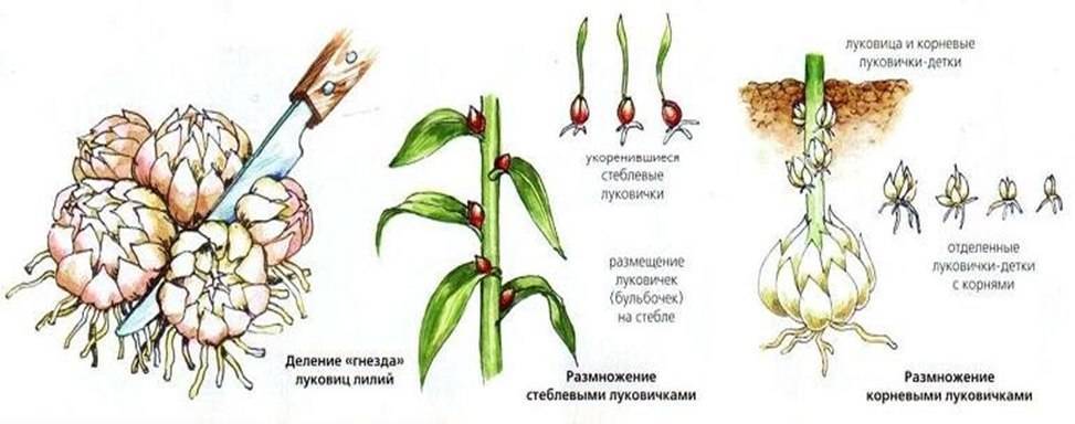 Лилия: фото цветка, описание, посадка и уход в открытом грунте
