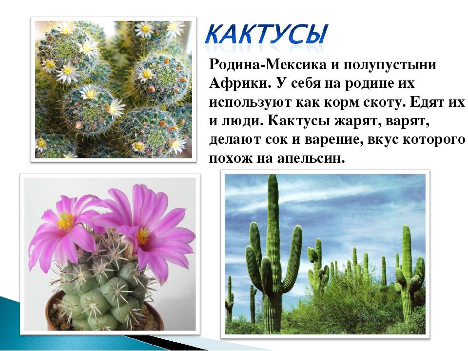 Кактусы - домашние виды с описанием и фото