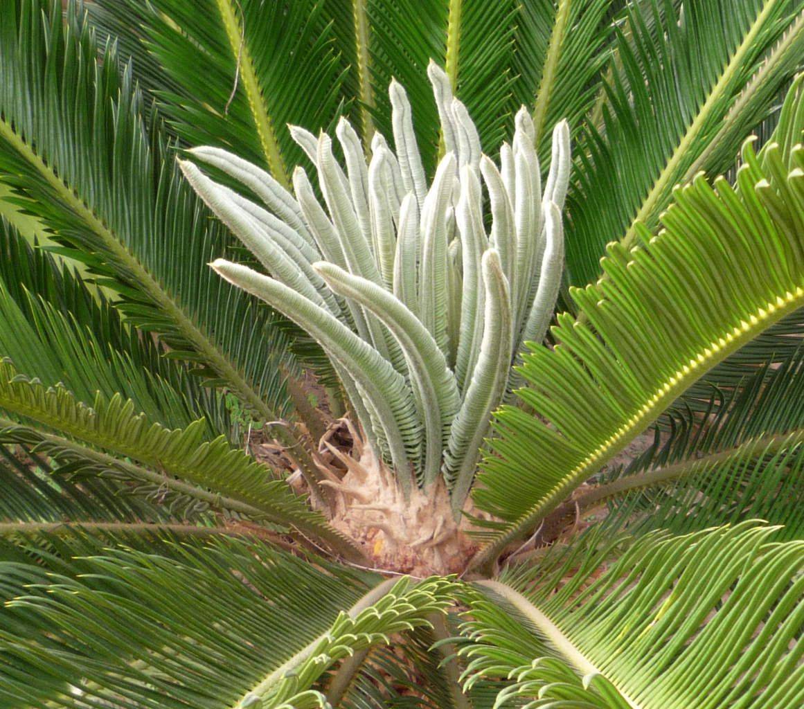 Цикас (саговая пальма)