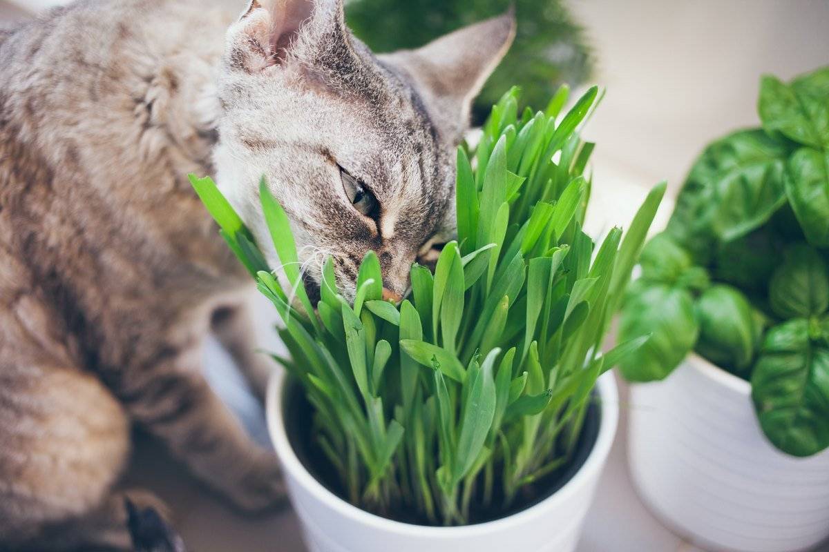 9 комнатных растений, опасных для здоровья кошек